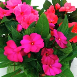 Lyckliga Lotta lat. Impatiens hawkeri