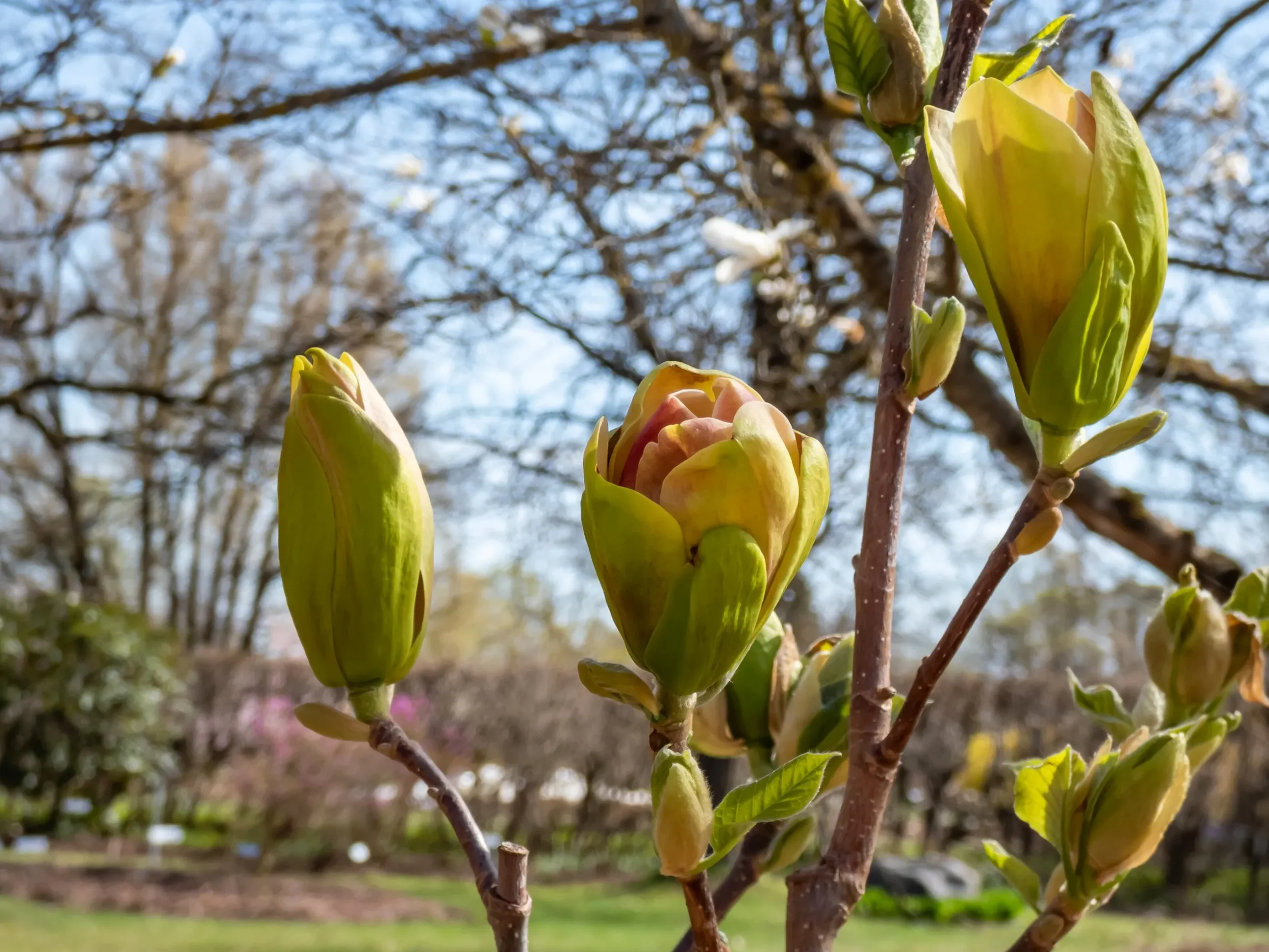 Magnolia 'Sunsation'