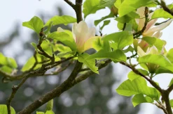 Magnolia 'Sunsation'