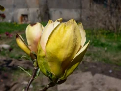 Magnolia 'Sunsation'