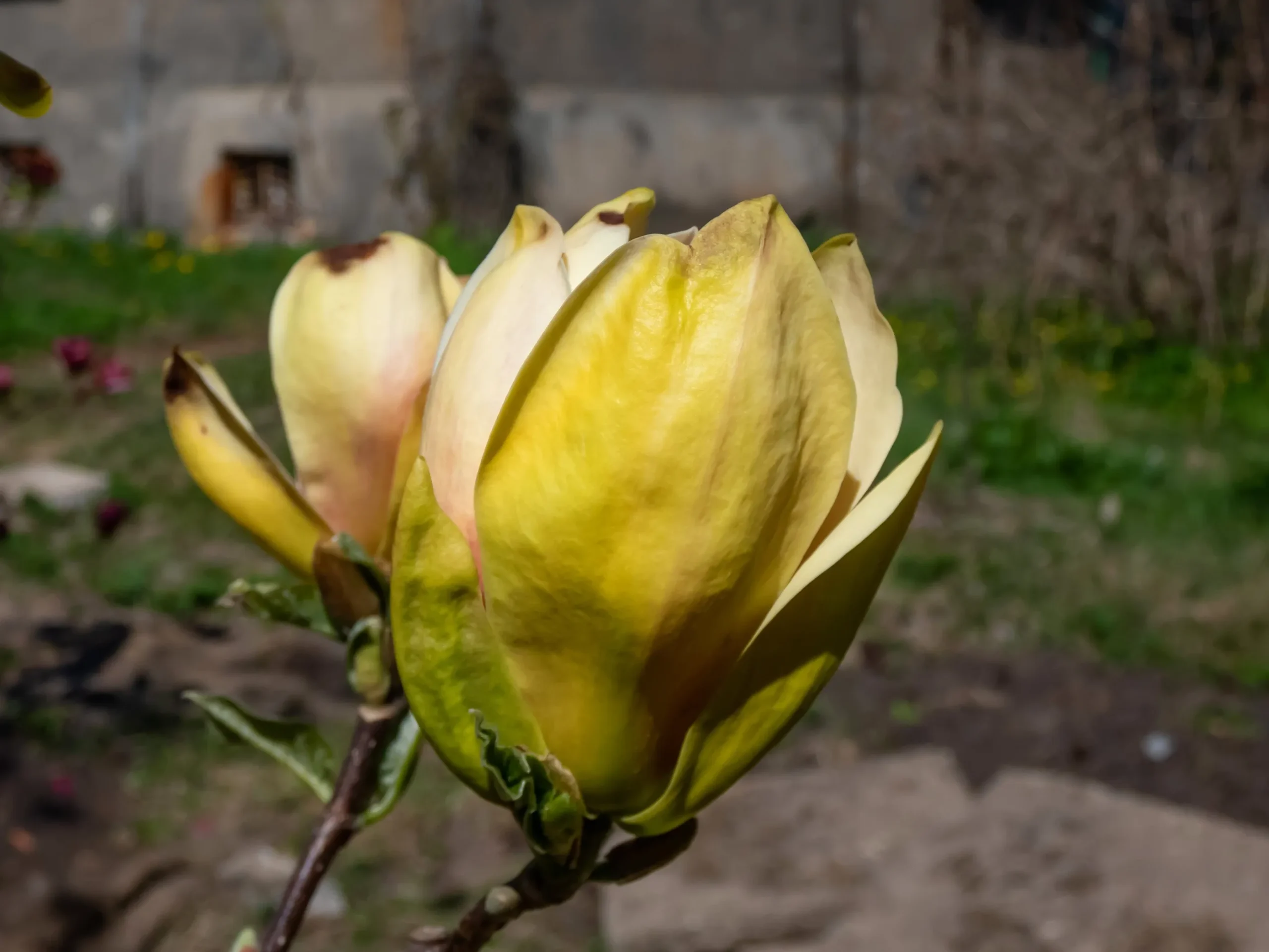 Magnolia 'Sunsation'