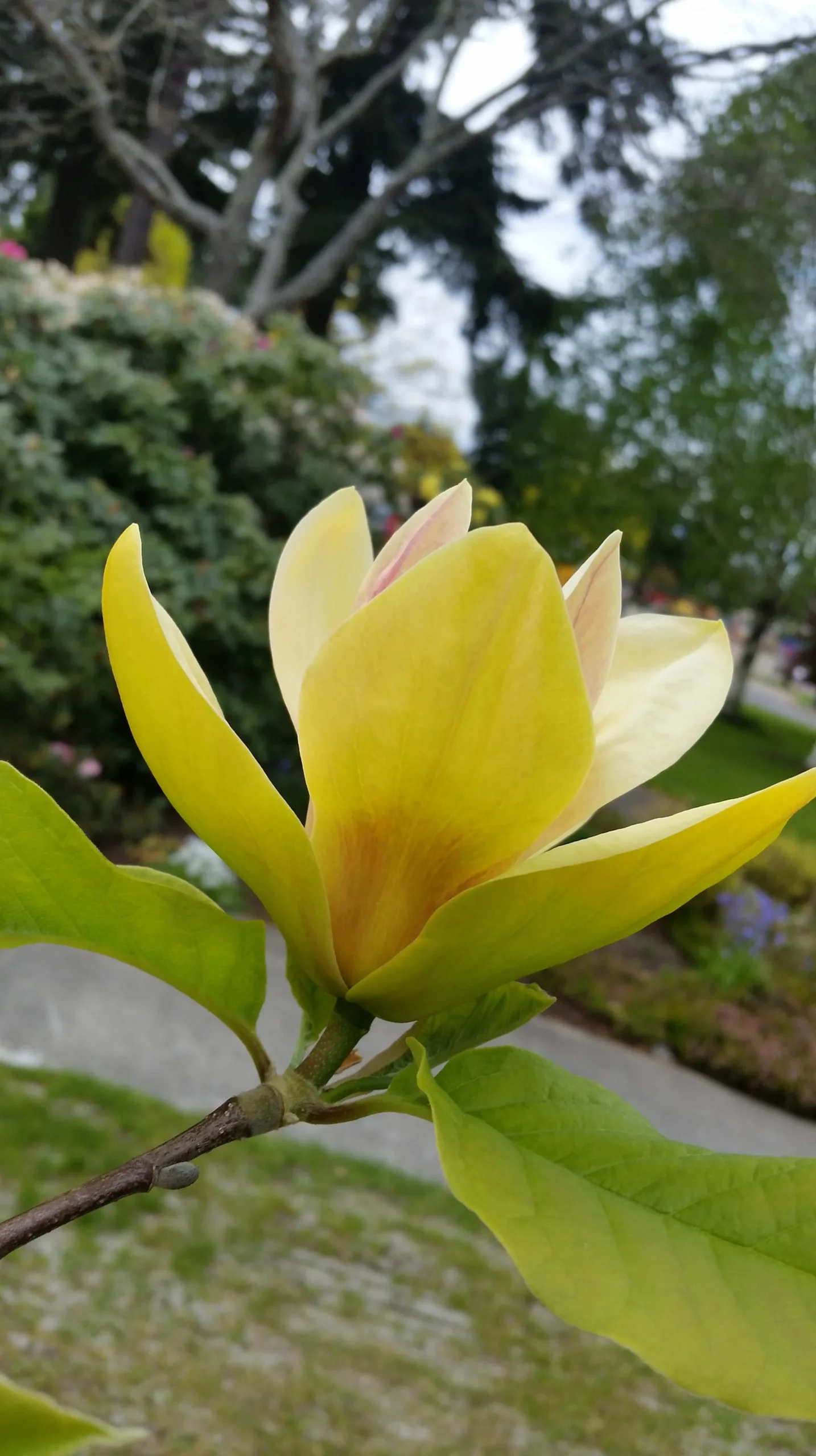 Magnolia 'Sunsation'