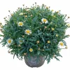 Margerit Busk 19cm