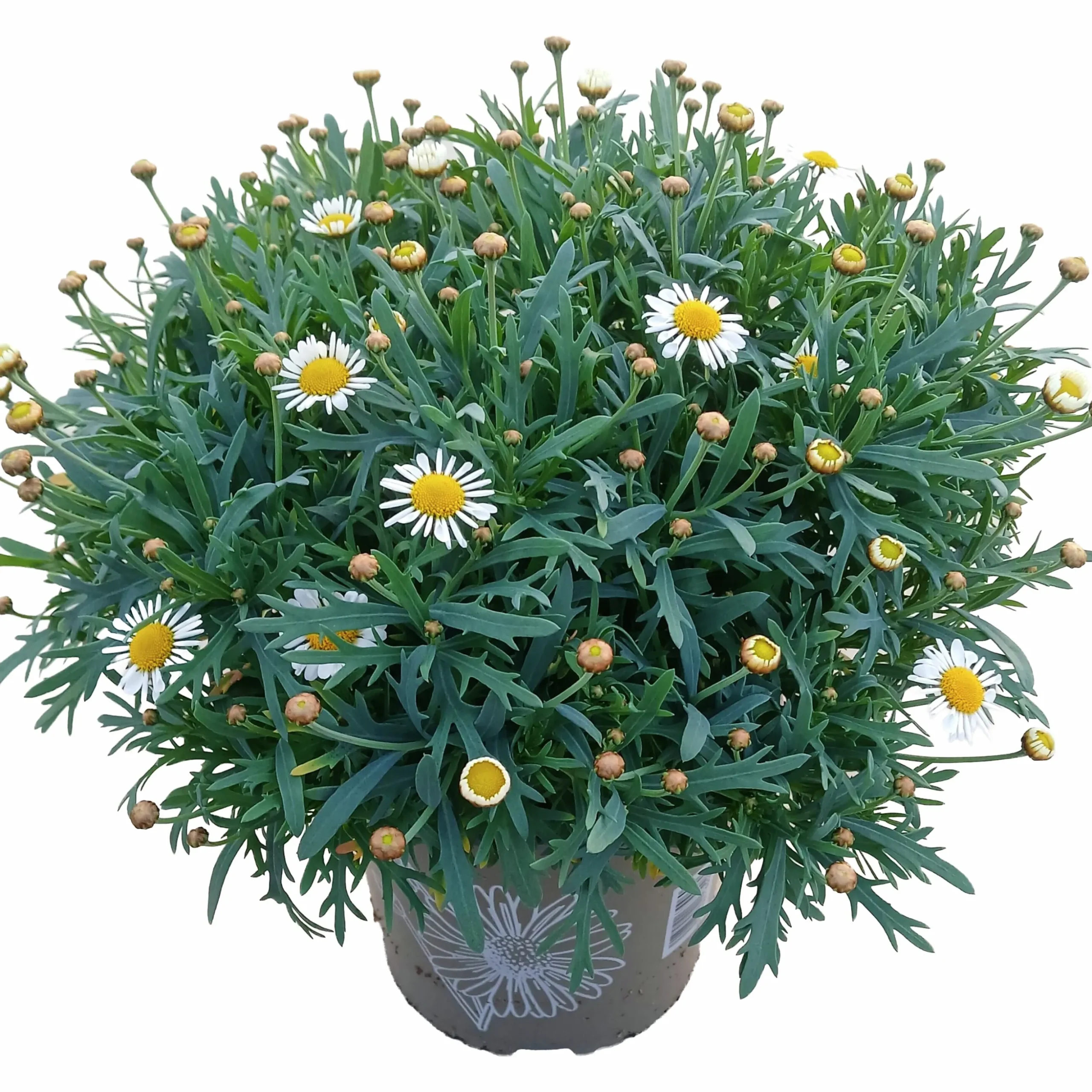 Margerit Busk 19cm