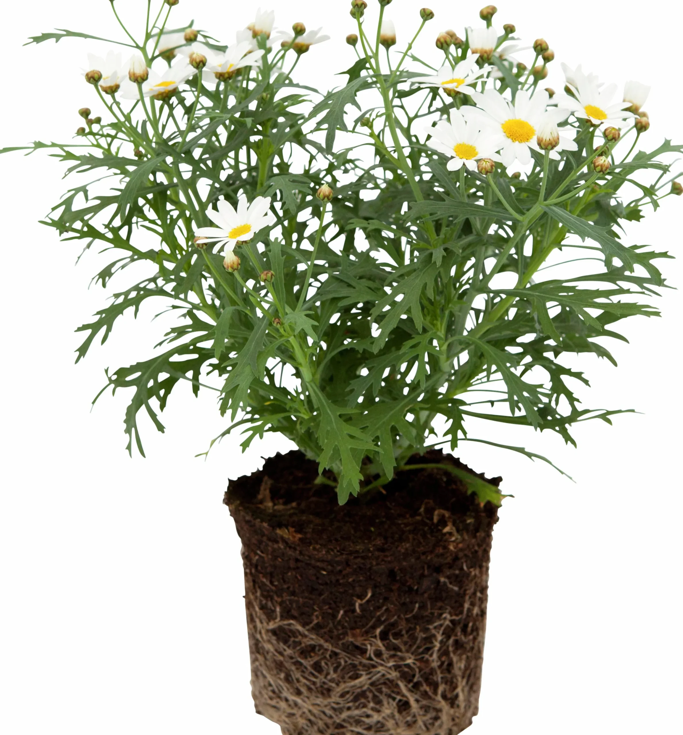 Margerit lat. Argyranthemum frut. ssp foeniculaceum Småblom