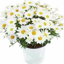 Margerit lat. Argyranthemum frut. ssp foeniculaceum Småblom