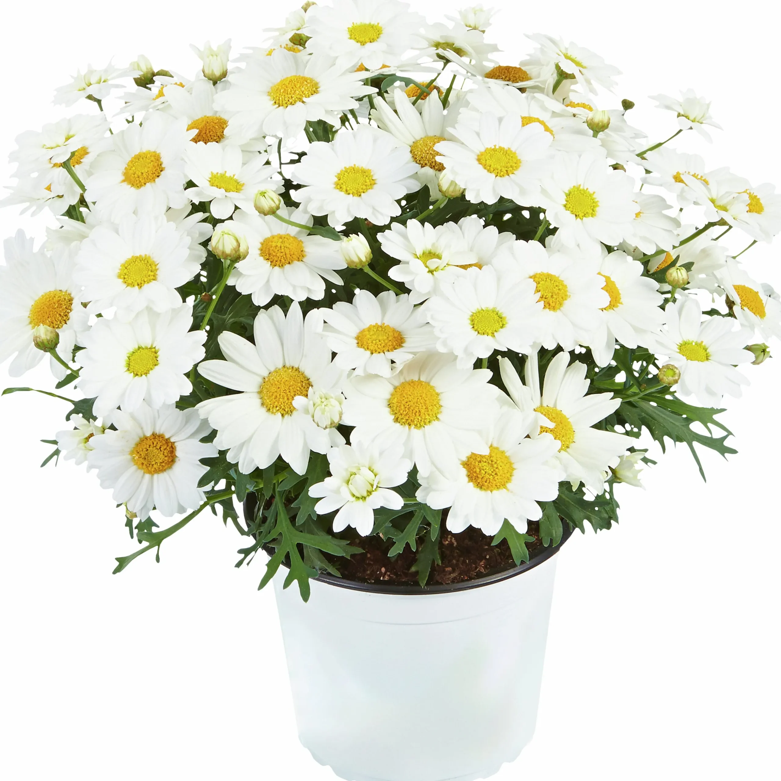 Margerit lat. Argyranthemum frut. ssp foeniculaceum Småblom