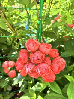 Marktäckande Rabattros 'Orange Morsdag' Barrotad
