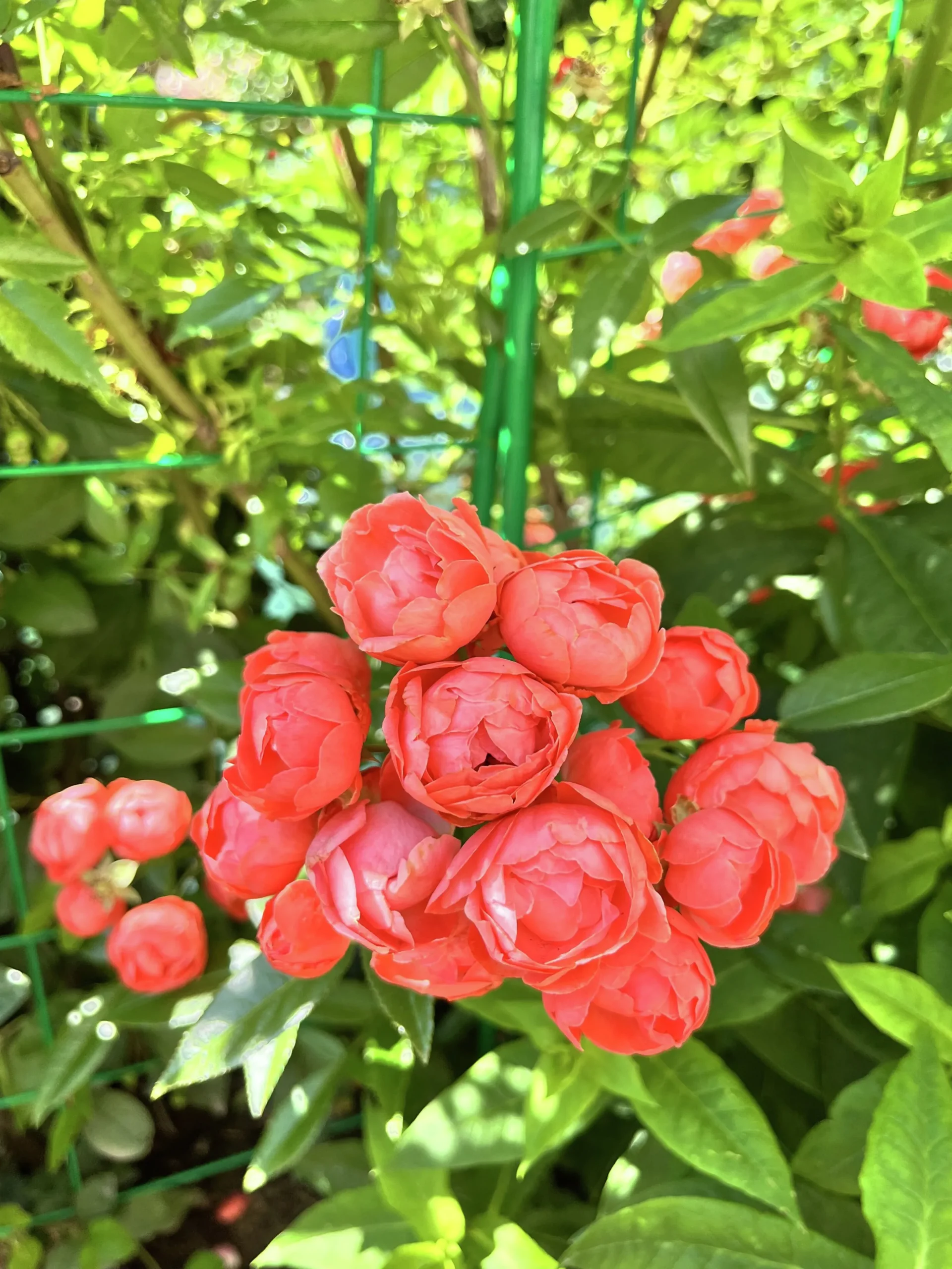 Marktäckande Rabattros 'Orange Morsdag' Barrotad