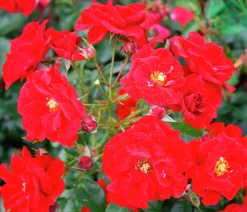 Marktäckande Ros 'Austriana' 'Tanaistrua' Barrotad