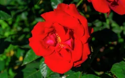 Marktäckande Ros 'Austriana' 'Tanaistrua' Barrotad