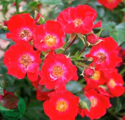 Marktäckande Ros 'Bassino' 'Kormixal' Barrotad