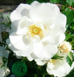 Marktäckande Ros 'Diamond Border' 'Pouldiram' Barrotad