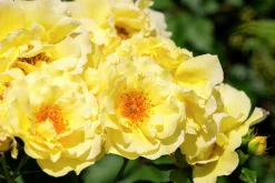 Marktäckande Ros 'Golden Cover' 'Poulgode' Barrotad