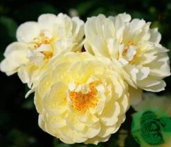 Marktäckande Ros 'Golden Cover' 'Poulgode' Barrotad