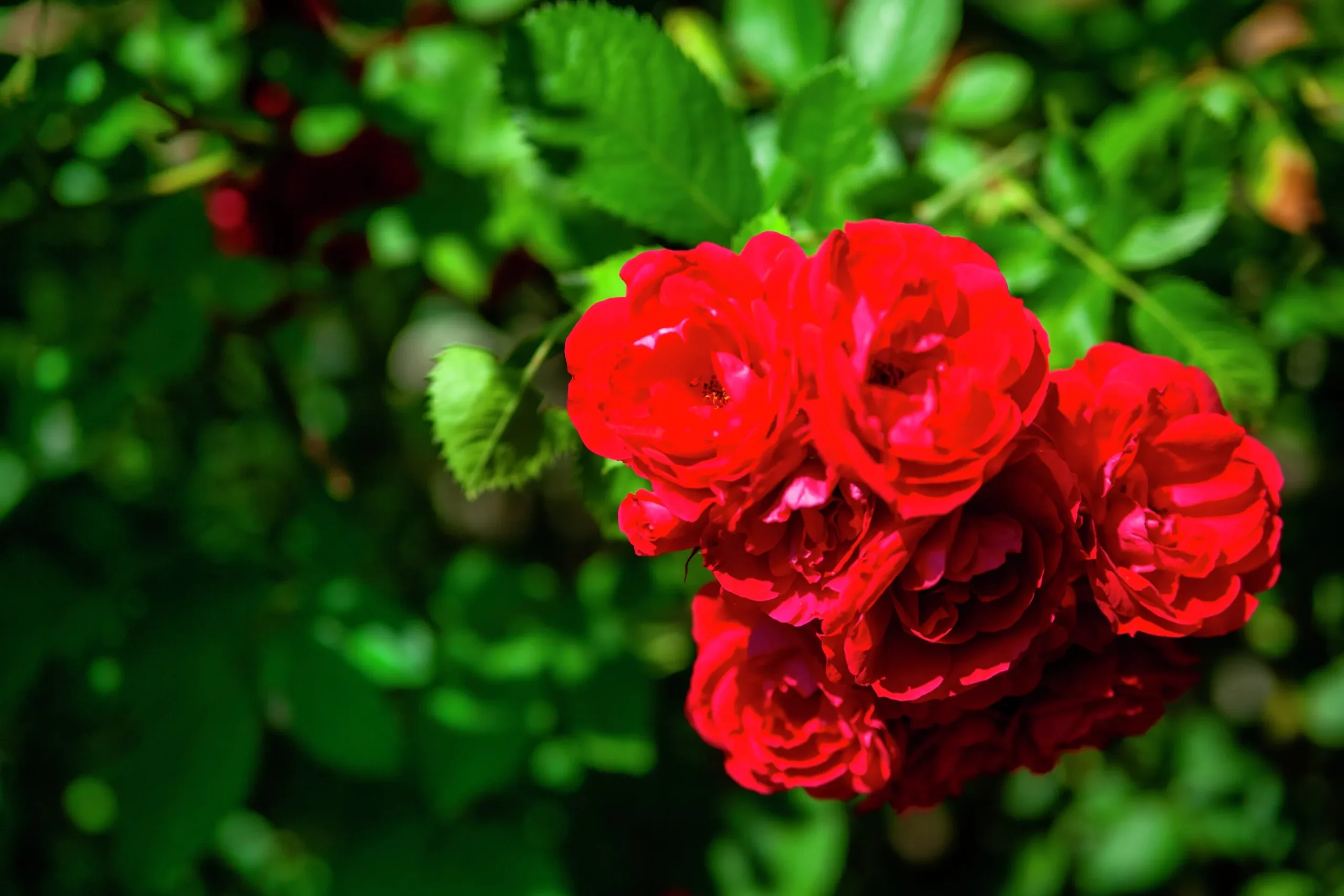Marktäckande Ros 'Red Fairy' 'Moredfar' Barrotad