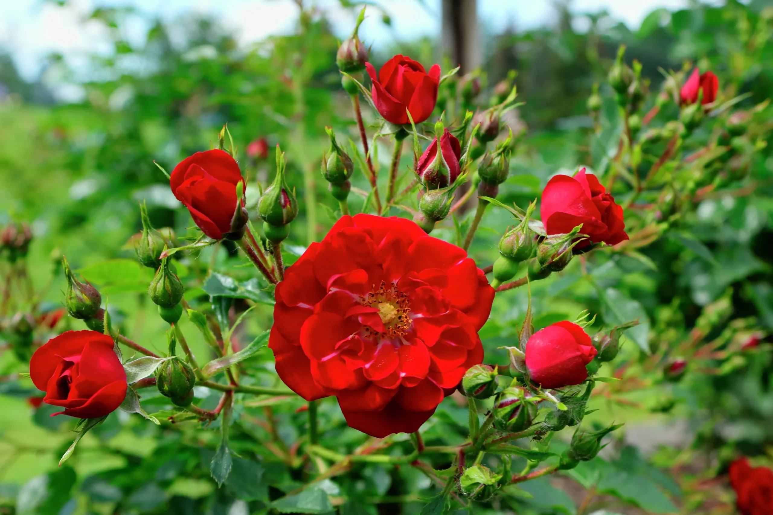Marktäckande Ros 'Red Fairy' 'Moredfar' Barrotad
