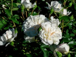 Marktäckande Ros 'White Meidiland' 'Meicoublan' Barrotad