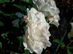 Marktäckande Ros 'White Meidiland' 'Meicoublan' Barrotad