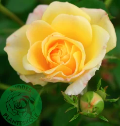 Marktäckande Ros 'Yellow Fairy' 'Poulfair' Barrotad
