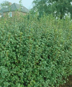 Måbär 'Schmidt' D:9-11cm Krukodlad