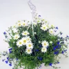 Midsommararrangemang lat. Argyranthemum & Lobelia Ampel Mix