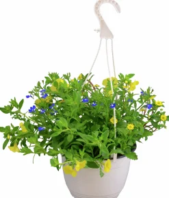 Midsommararrangemang lat. Argyranthemum & Lobelia Ampel Mix
