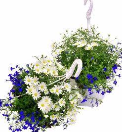Midsommararrangemang lat. Argyranthemum & Lobelia Ampel Mix