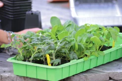 Minidrivhus Nelson Garden L Grön 57x24cm