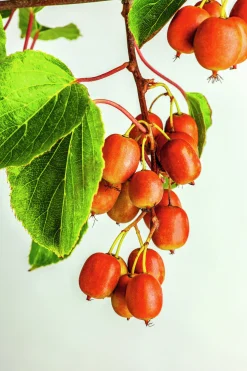 Minikiwi 'Ken's Red'