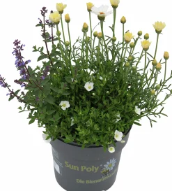 Mixkruka SunPoly 19cm