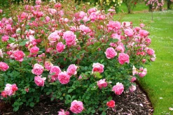 Modern buskros 'Boscobel' 'Auscousin' Barrotad