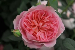 Modern buskros 'Boscobel' 'Auscousin' Barrotad