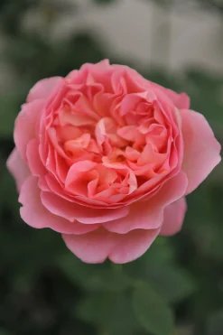 Modern buskros 'Boscobel' 'Auscousin' Barrotad