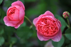 Modern buskros 'Boscobel' 'Auscousin' Barrotad