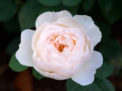 Modern buskros 'Desdemona' 'Auskindling' Barrotad