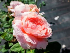 Modern buskros 'Queen of Sweden' 'Austiger' Barrotad