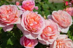 Modern buskros 'Queen of Sweden' 'Austiger' Barrotad