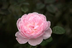 Modern buskros 'Queen of Sweden' 'Austiger' Barrotad