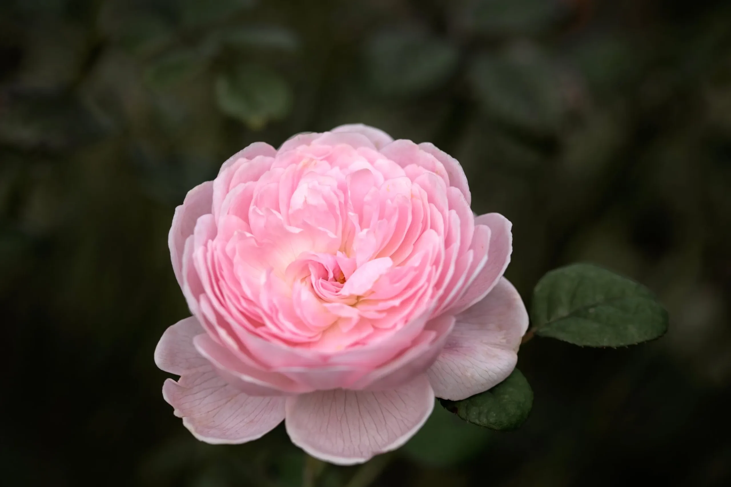 Modern buskros 'Queen of Sweden' 'Austiger' Barrotad