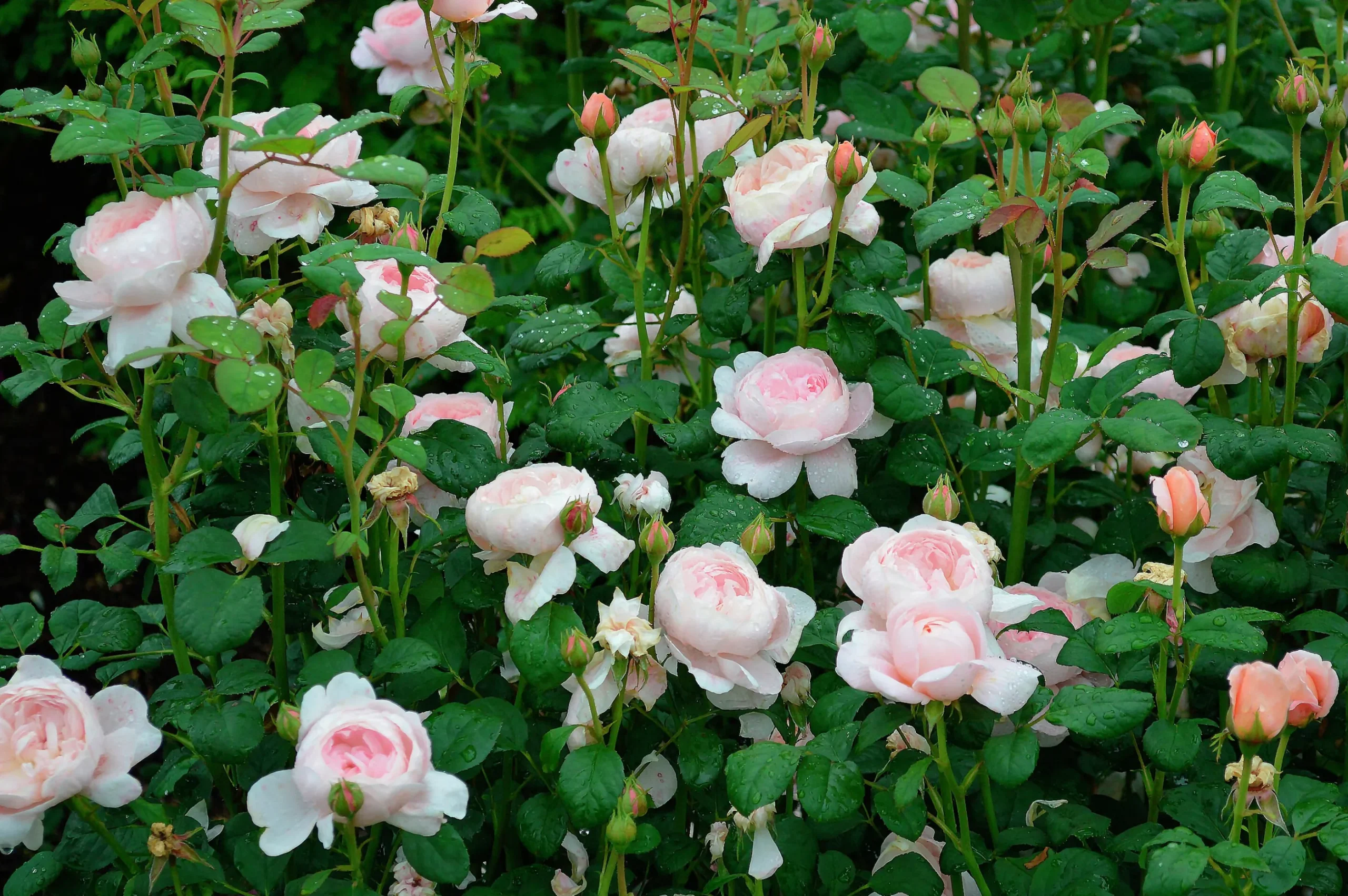 Modern buskros 'Queen of Sweden' 'Austiger' Barrotad