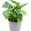 Monstera Andansonii 12cm