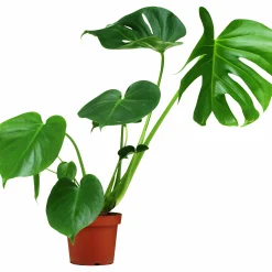Monstera lat. Monstera deliciosa