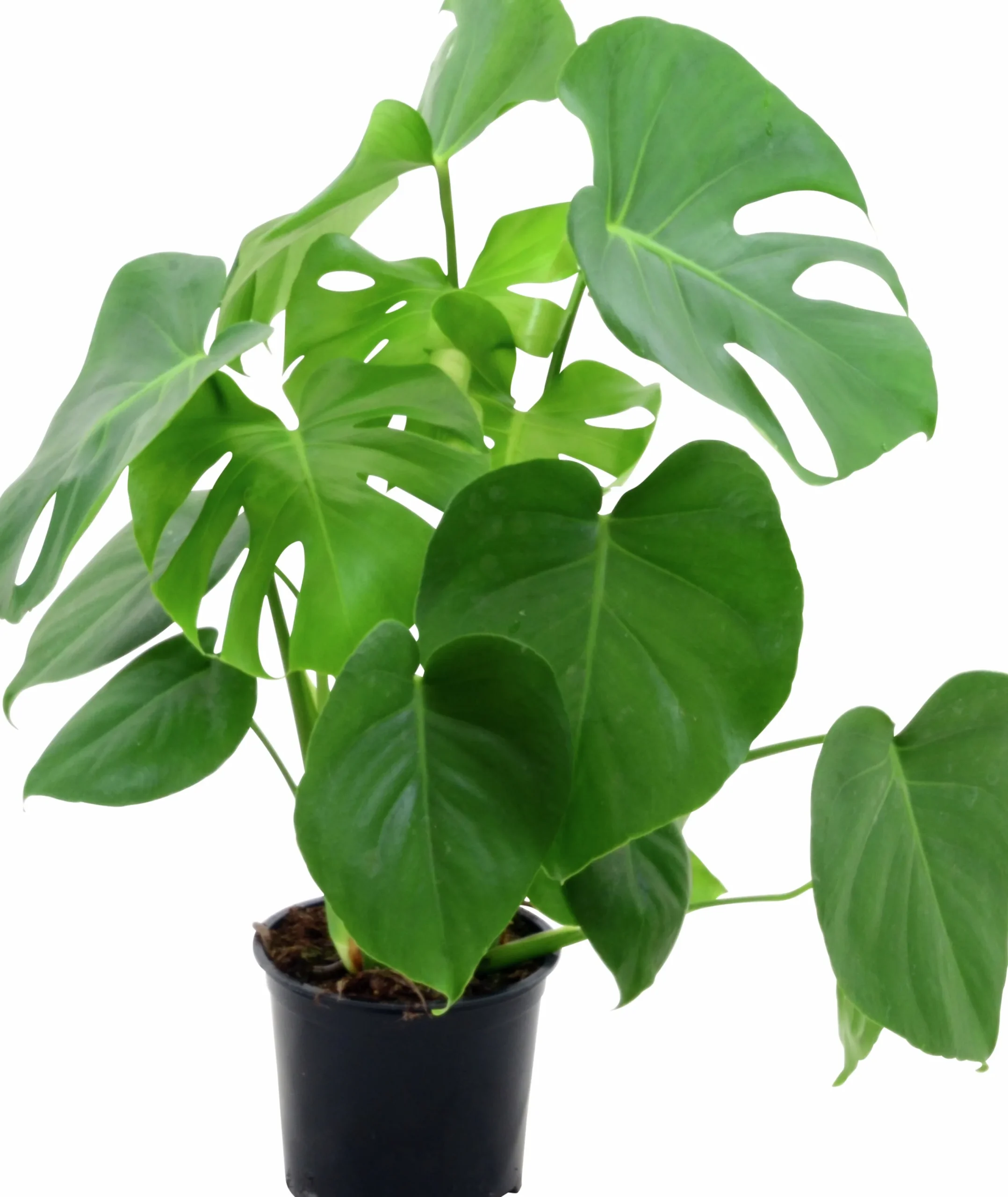 Monstera lat. Monstera deliciosa