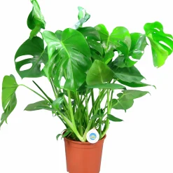 Monstera lat. Monstera deliciosa i 21cm kruka