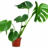 Monstera lat. Monstera deliciosa i 14cm kruka