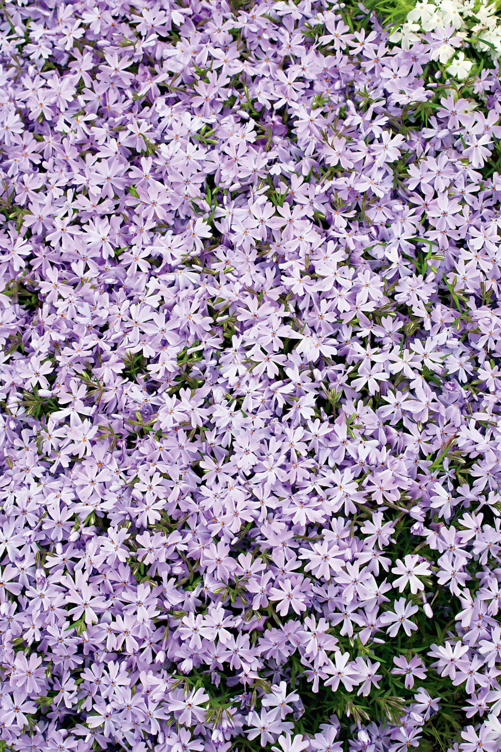 Mossflox 'Emerald Cushion Blue'