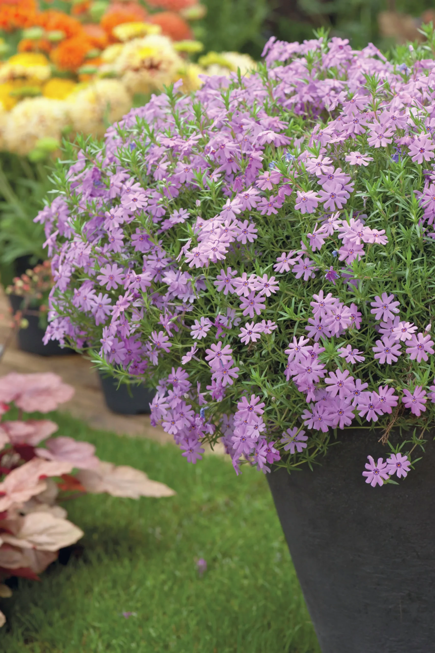 Mossflox 'Emerald Cushion Blue'