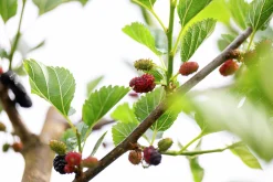 Mörkrött Mullbär 'Mojo Berry'