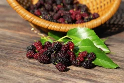 Mörkrött Mullbär 'Mojo Berry'